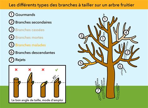 tailler synonyme|synonyme de taille.